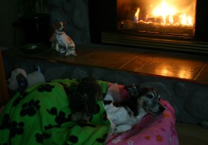 Maggie with her favourite stuffie that still squeaked and her green blankie, snoozing by her favourite spot by the fire.  Her last night. 