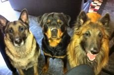 Alberta Cali Sarge Lincoln IMG_0134A