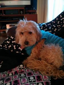 10950001_10153060189409747_1753845290_n