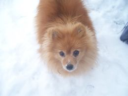 1779754_712831555480789_6598820123550962817_n