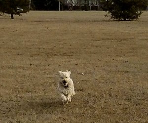 11120954_10153210800084747_1031010292_na