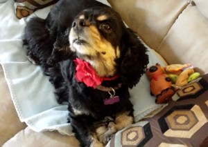 20150422_125435 (2)a