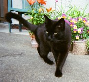 Elijah loving the flowers (2a)