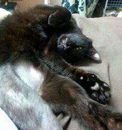 11703032_919493388109127_5289904244099131873_n