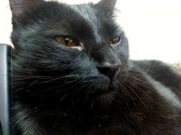 11705090_922253914499741_703396652179711347_n