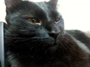 11705090_922253914499741_703396652179711347_n