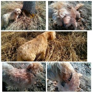 2497869_fb_1435176963_7947_updates