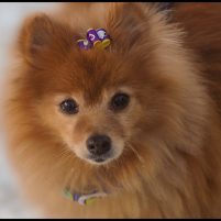 Josie 11141162_10153158512746498_5228117454139582764_n