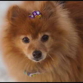 Josie 11141162_10153158512746498_5228117454139582764_n