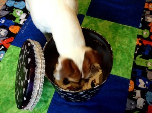 12705778_1123799887670539_4273925220008804871_nA