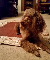 Gracie 1916676_10153402733242513_190060344772198289_nA