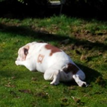 IMG_20160305_141724 (2A)