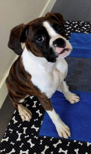 Raiin with In Memory of Koda P