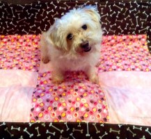 Ryza & Chloe on blanketA