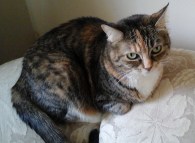 13411988_10154927872900299_7560043588280525379_oA