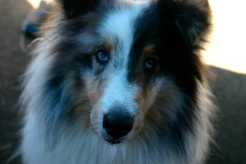 Our Lucky winner ... Shadow