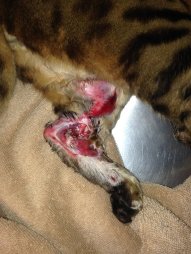 13698064_897757296997054_84763318370326833_o