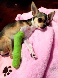 Bambi cid_F1ACCD32-AEA5-4E5C-B6AD-9B4AFEFB16F1