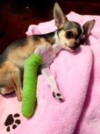 Bambi cid_F1ACCD32-AEA5-4E5C-B6AD-9B4AFEFB16F1